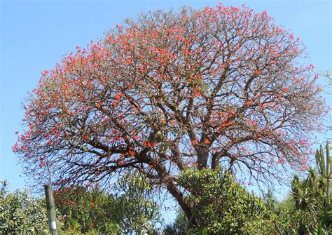 Coral Common Coral Tree Erythrina X Sykesii Such A Beaut Flickr