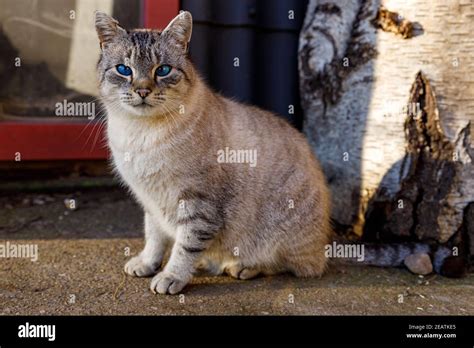 A Tabby Cat With Blue Eyes Stock Photo Alamy