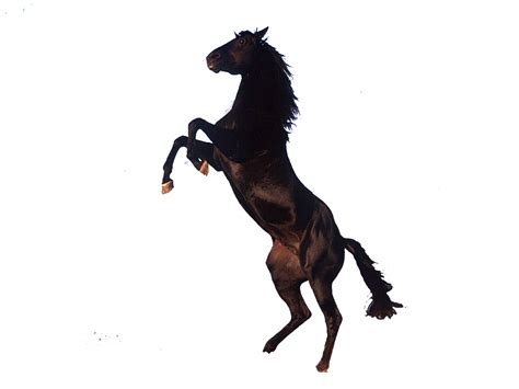 Horse Png Transparent Images Png All