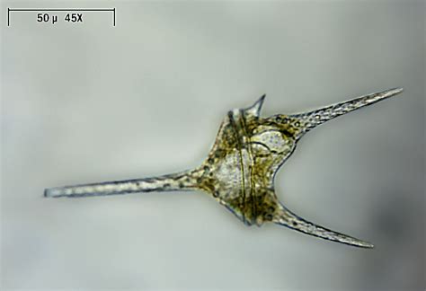 Maybe you would like to learn more about one of these? Ceratium hirundinella , Natura Mediterraneo | Forum ...