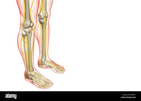The Nerves Of The Leg Stock Photo Alamy