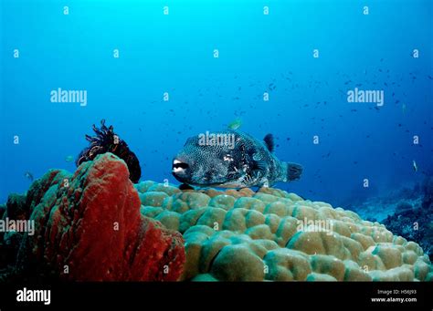 Map Puffer Arothron Mappa On Pore Coral Komodo Indo Pacific
