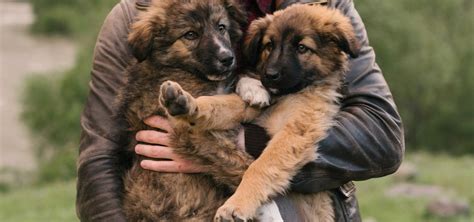 Brown German Shepherd Puppies Cute Energetic And Loyal