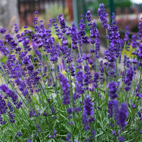 Hidcote Lavender Perennial Lavender Plant