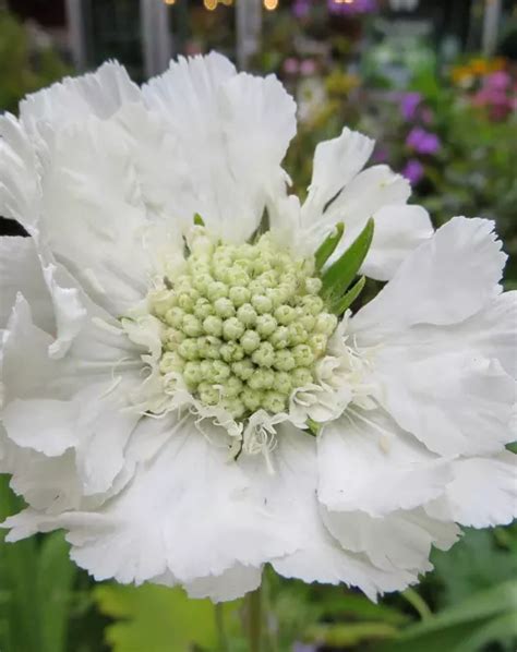 Scabiosa Caucasica Perfecta Alba White Perennials