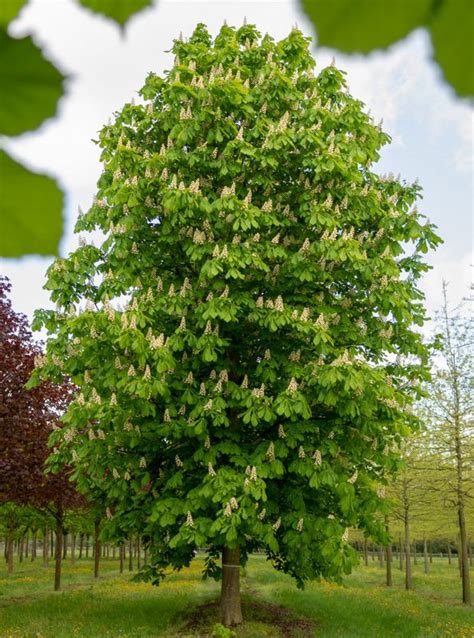 Buy Horse Chestnut Tree Online Free Uk Delivery Free Limited Tree
