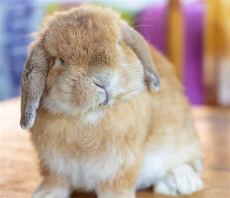 Fun Facts About Lop Eared Bunnies Here Bunny
