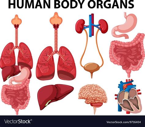 The normal arrangement of internal organs is known as situs solitus.although cardiac problems are more common, many people with situs inversus have no medical symptoms or complications resulting from the condition, and. Different type of human body organs. Download a Free ...