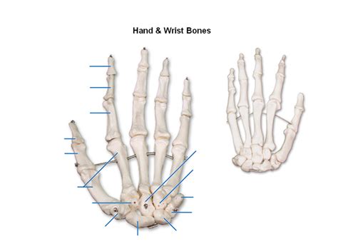 Hand And Wrist Bones Diagram Quizlet