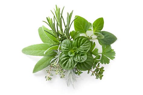 Herb Stock Photos Pictures And Royalty Free Images Istock