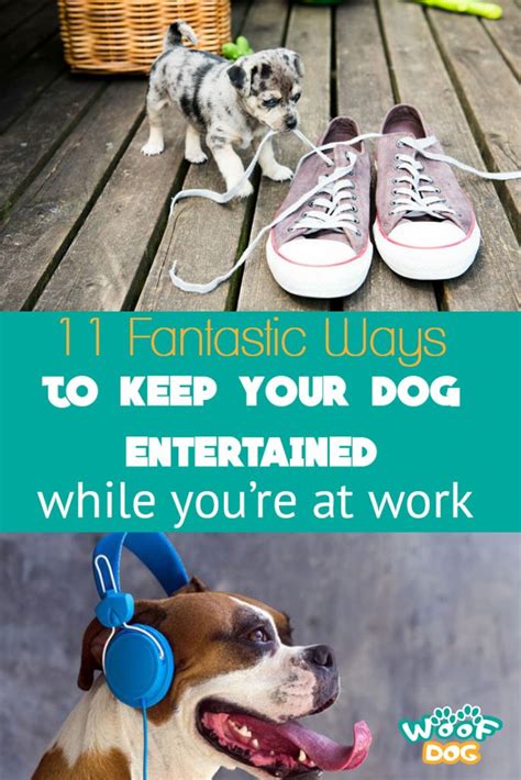 How To Keep A Dog Entertained During The Day