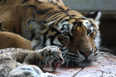 Photos Of Tiger Cubs Popsugar Pets