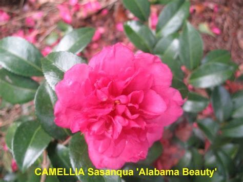 Camellia Sasanqua Varieties And Images Bloom Camellia Flowers