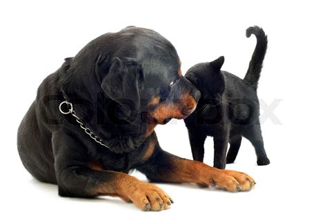 Rottweiler And Cat Stock Image Colourbox