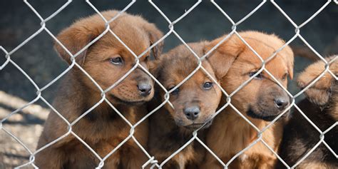 Just look how all these cats and dogs. Victorian election a HUGE win for dogs | Animals Australia