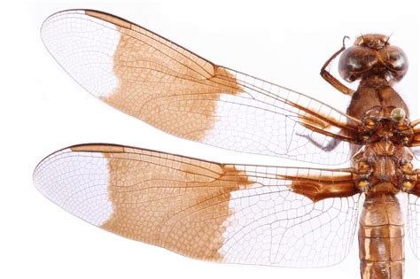 Insect Wings Inspire New Ways To Fight Superbugs
