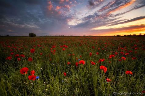 Poppy Field At Sunrise By Evgeni Ivanov On 500px