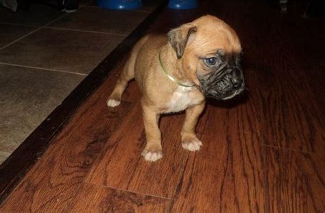 Find your new companion at nextdaypets.com. AMAZING PURE BREED BOXER PUPPIES FOR SALE ADOPTION from ...
