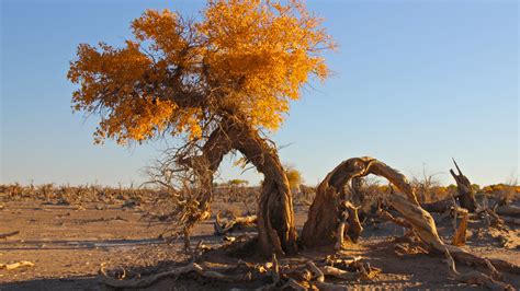 Landscape Desert Trees Wallpapers Hd Desktop And Mobile Backgrounds