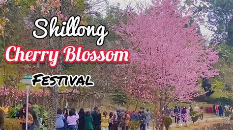 Cherry Blossom Festival Shillong 2021 Opening Day With Full Tour