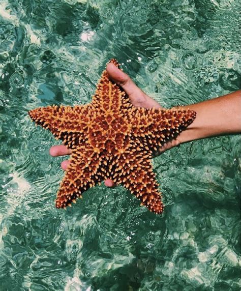 Sea Star Animals Photo Ocean