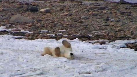 Webcam Allows World To Watch Live Polar Bear Migration