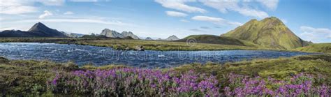 Beautiful Wide Panoramic Icelandic Landscape With Wild Pink Flowers