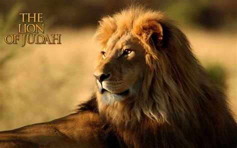 Lion Of Judah Wallpapers Top Free Lion Of Judah Backgrounds