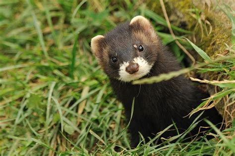 Puzzling About Polecats The Vincent Wildlife Trust