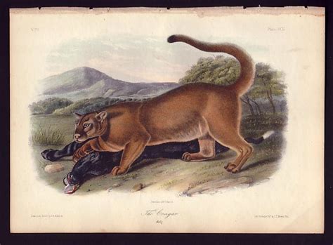 Eastern Cougar Officially Declared Extinct Removed From Endangered