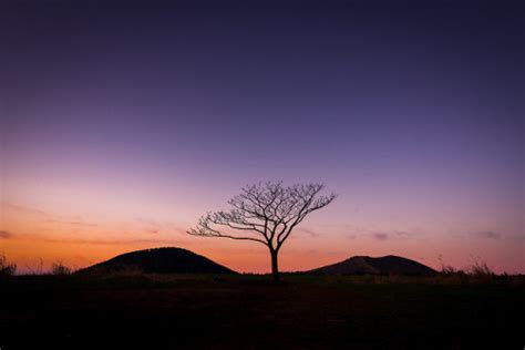 Lonely Tree Of Isidore Farm At Sunset Hallim Robert Koehler