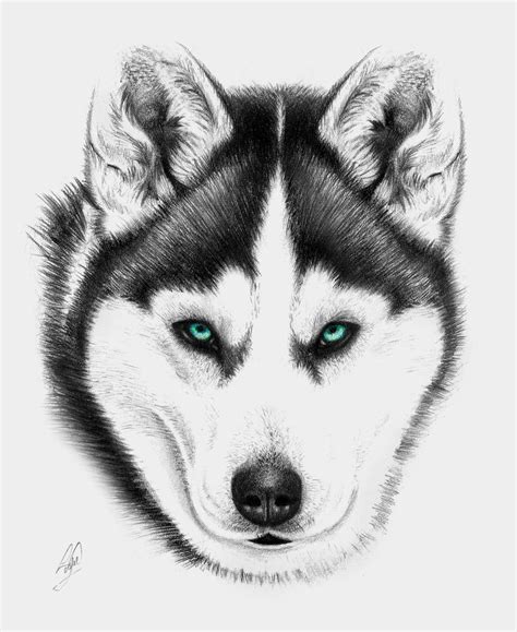 Siberian Husky Drawing By Sadielrodriguez On Deviantart