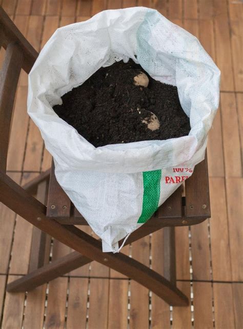 Unsere dokumentation darüber beginnt mit diesem. Kartoffeln im Sack anbauen - jetzt auf garten-fräulein.de ...
