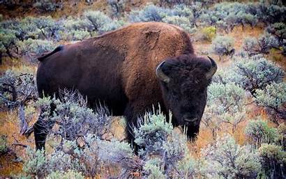 Bison Buffalo American Background Desktop Wallpapers Animals