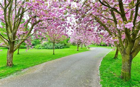 Cherry Blossom Pathway Stock Photo By ©1000words 108592550