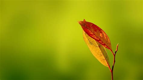Fall Leaves Wallpaper Bing Images Leaves Pinterest