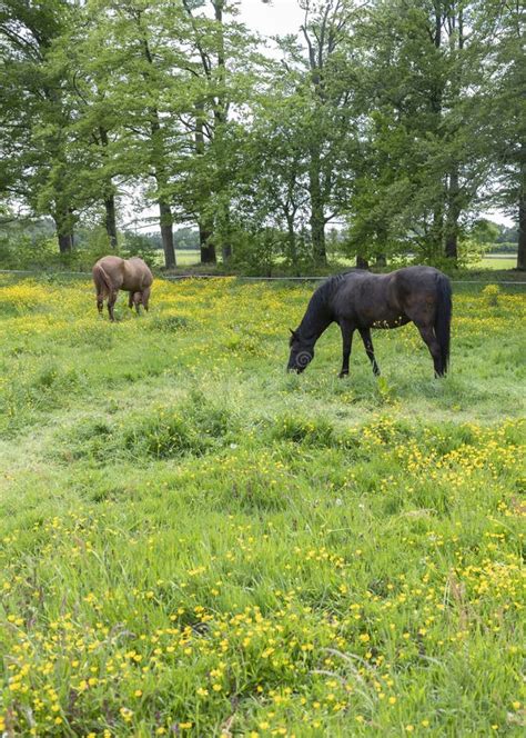 Two Brown Horses Graze In Meadow Full Of Yellow Buttercups Near Oak