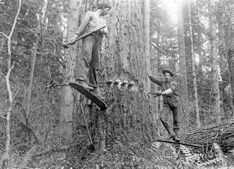 The Amazing History Of Logging In The United States Wood Splitters Direct