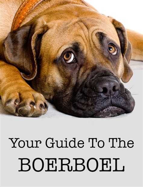 Boerboel A Complete Guide To A Loyal Devoted Dog Breed