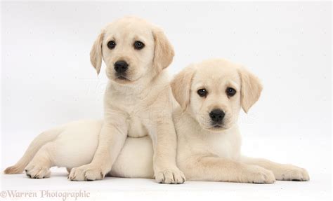 Find the perfect cute puppy white background stock photo. 46+ Yellow Lab Wallpaper Pictures on WallpaperSafari