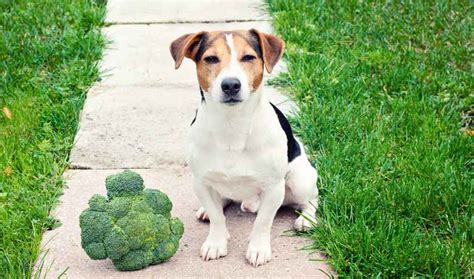 Can Dogs Eat Broccoli A Comprehensive Guide
