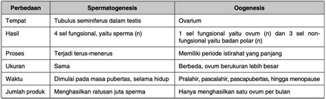 Perbedaan Spermatogenesis Dan Oogenesis Tabel Materi Kimia Porn My