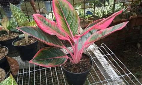 Aglaonema Langka Dan Mahal Tumbuhan Id