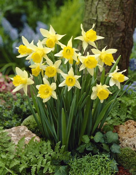 Narcissus Pseudonarcissus Andlobularisand Lent Lily Daffodil Bulbsrhs