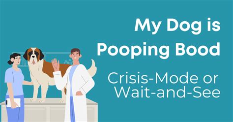 What Causes Bloody Poop In Dogs