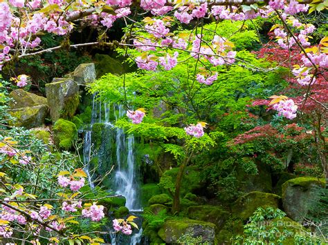 Waterfall In Japanese Garden With Cherry Blossoms Chris Bidleman