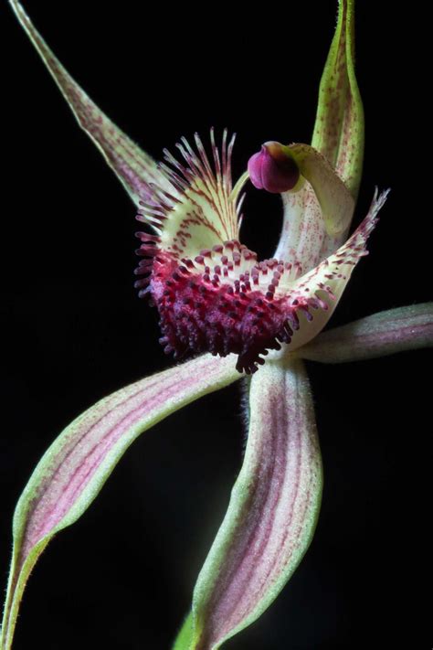 Buy orchids and tropical flowers, save up to 50%! Asda Orchids