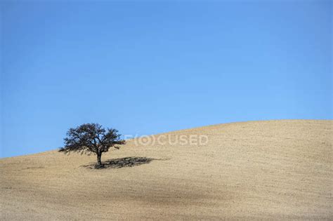 Isolated Tree In Ploughed Field With Bright Blue Sky Campillos Malaga
