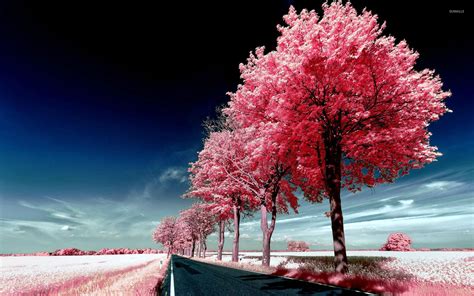 Roadside Pink Trees Wallpaper Nature Wallpapers 29447