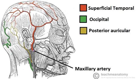 Superficial Temporal Artery Occipital Artery Posterior Auricular Artery